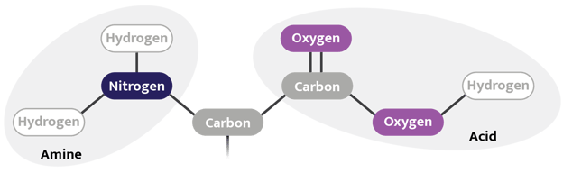 The Basics of Alternative Proteins